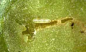 larva di II eta'