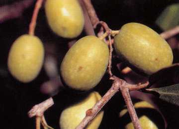 olive con puntura