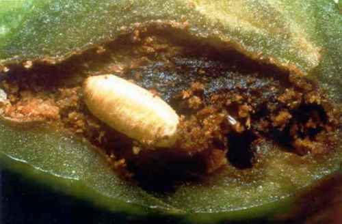 pupa