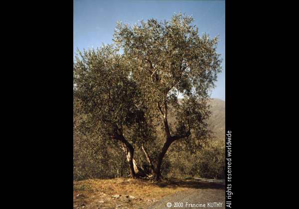 Francine Kuthy - Ulivi dorati e collina brulla