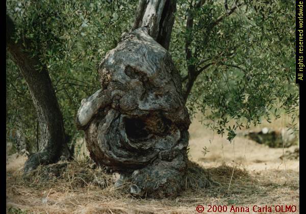 Anna Carla Olmo - Vecchio gigante