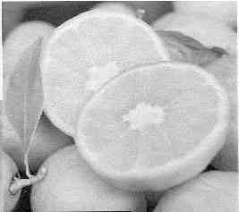 limoni